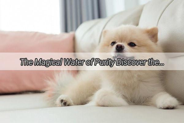 The Magical Water of Purity Discover the Secret Sauce for Your Dogs Spa Day